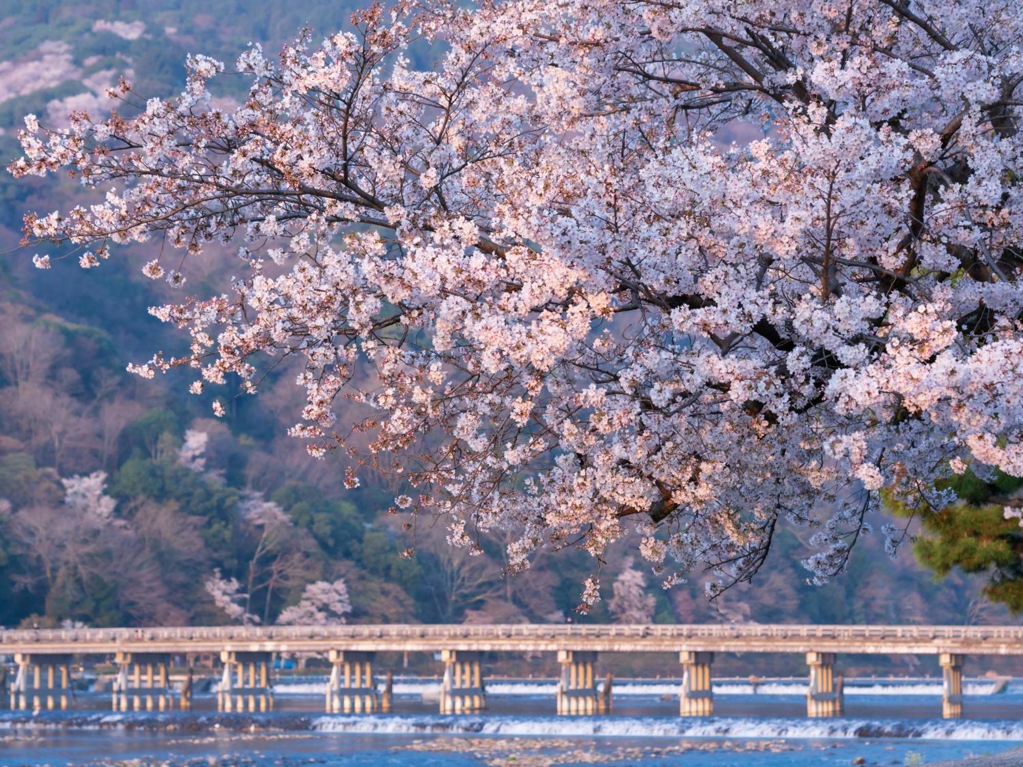 The Blossom Kyoto Eksteriør bilde